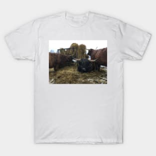 Scottish Highland Cattle Cows and Bull 2181 T-Shirt